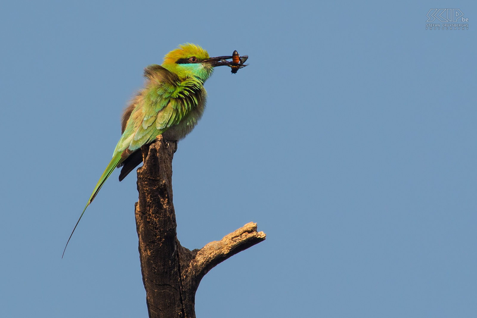 Keoladeo - Green bee-eater A beautiful green bee-eater (Merops orientalis) that has catched an insect. They break the exoskeleton of the insect (mostly bees, wasps or dragonflies) by repeatedly thrashing it on a perch.<br />
 Stefan Cruysberghs